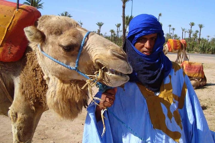 Camel Ride Through Marrakech's Palmeraie: 2-Hour Palm Grove Experience