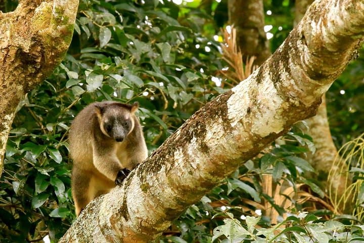 Port Douglas Wildlife & Rainforest Safari — Private Full-Day Tour