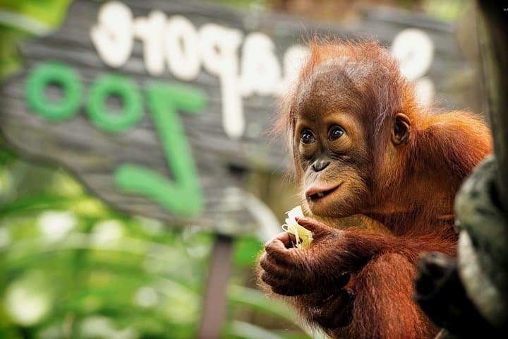Ipoh Day Tour with Orang Utan Island: Cave Temples, Old Town Murals & Orangutan Encounter