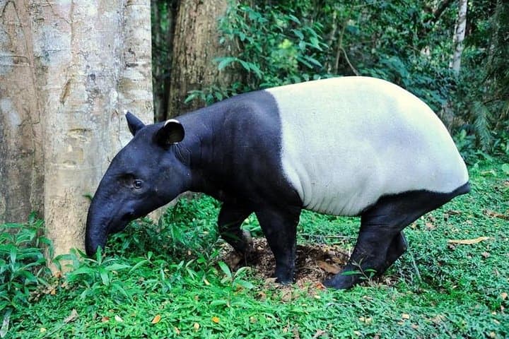 Taman Negara Day Tour: Canopy Walk, Teresek Hill Trek & River Lunch from Kuala Lumpur photo 2