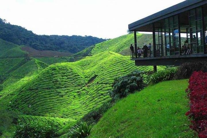 Cameron Highlands Day Tour from Kuala Lumpur — Tea Estates, Waterfalls & Highland Farms