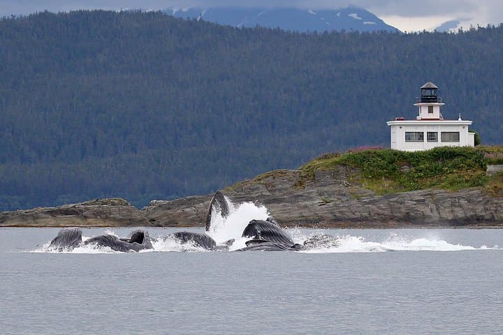 Explore Juneau: Mendenhall Glacier and Ultimate Whale Watching Adventure