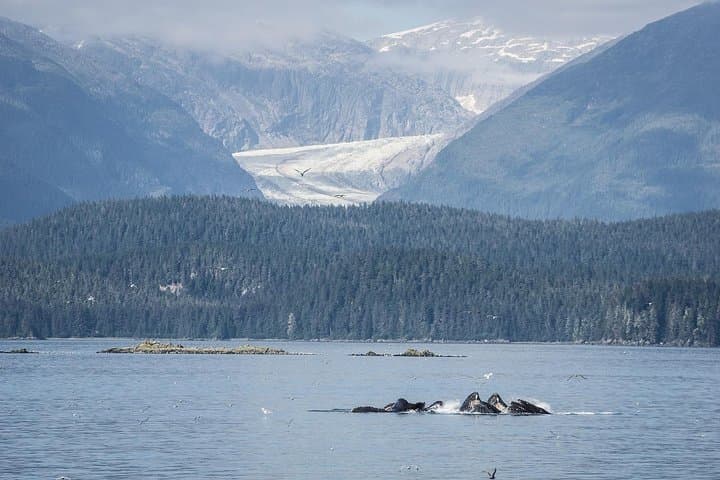 Explore Juneau: Mendenhall Glacier and Ultimate Whale Watching Adventure photo 2