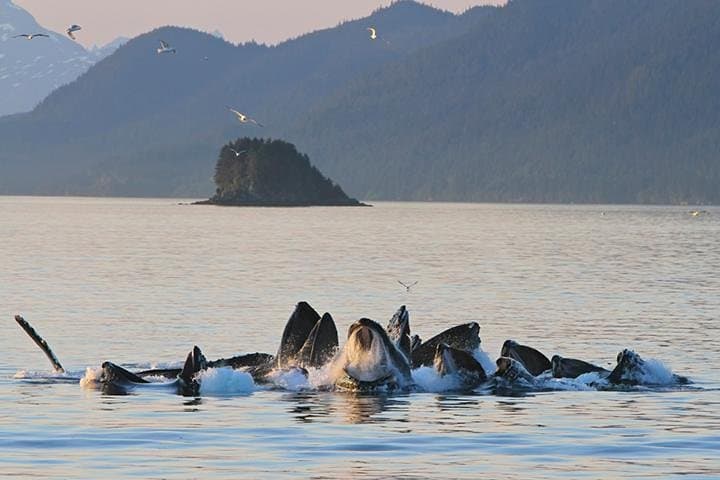 Juneau Whale Watching & Mendenhall Glacier Photo Stop — 3-Hour Tour