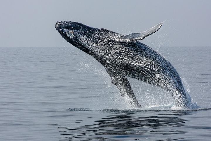 Juneau Whale Watching & Mendenhall Glacier Photo Stop — 3-Hour Tour photo 2