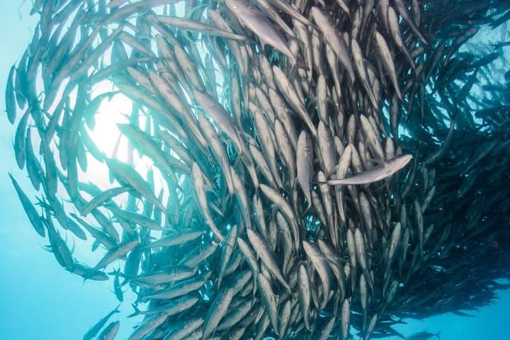 Snorkeling Cabo Pulmo: Explore the Living Coral Reef of the Sea of Cortez photo 2