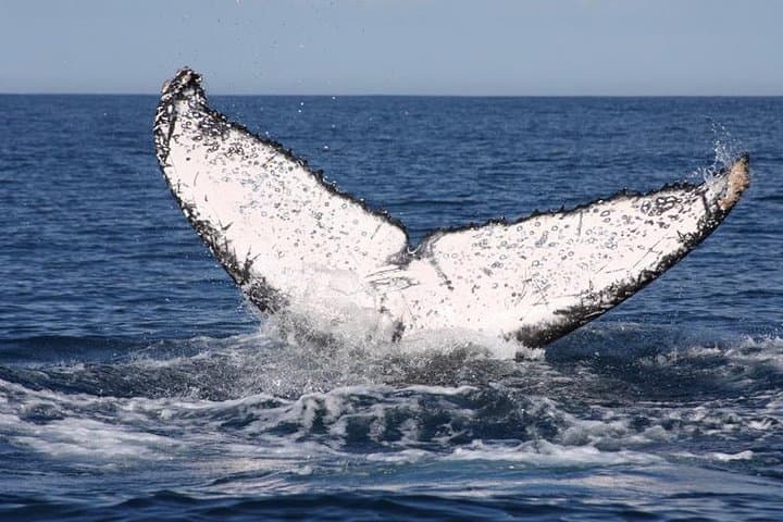 Cabo Whale Watching: Humpback Tours from Cabo San Lucas Harbor