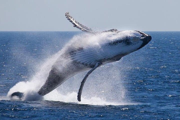 Cabo Whale Watching: Humpback Tours from Cabo San Lucas Harbor photo 2