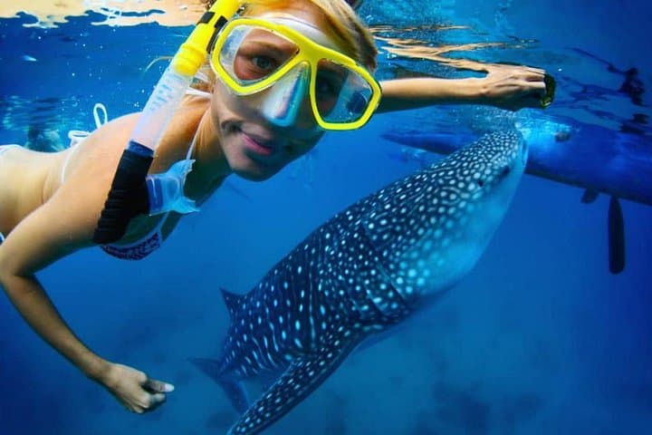 Snorkel with Whale Sharks in La Paz: A Practical Guide to Swimming with Gentle Giants photo 1