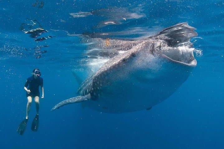 Snorkel with Whale Sharks in La Paz: A Practical Guide to Swimming with Gentle Giants photo 2