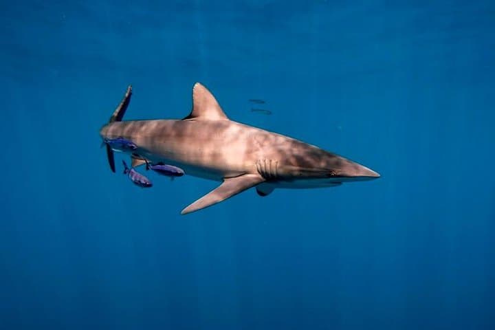 Cabo San Lucas Shark Encounter — Open-Ocean, Cage-Free Shark Tour in Baja