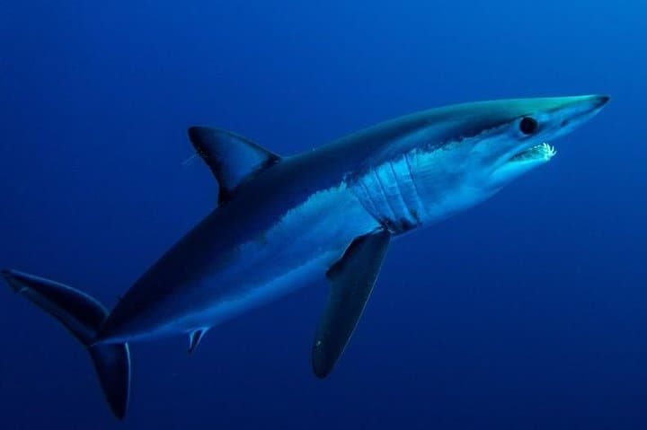 Cabo San Lucas Shark Encounter — Open-Ocean, Cage-Free Shark Tour in Baja photo 2