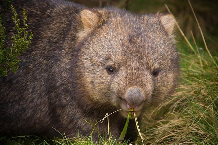 Night Wildlife Spotting at Cradle Mountain — Guided Sunset & Nocturnal Tour