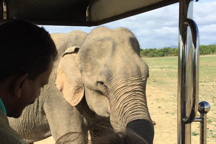 Udawalawe Private Safari from Bentota — Day Trip to See Wild Elephants photo 2