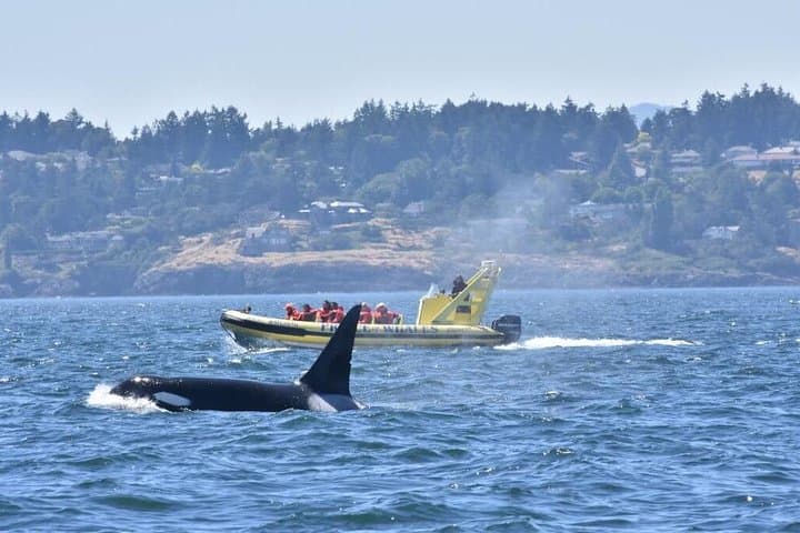 Victoria Zodiac Whale-Watching Adventure — Inner Harbour to Ogden Point