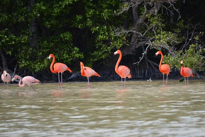 Celestún Biosphere Reserve Boat Tour from Mérida — Flamingos, Mangroves & Beach photo 2