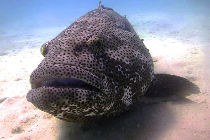 Muiron Island Diving Tour — Ningaloo Reef Double Dive with Guide and Lunch photo 2
