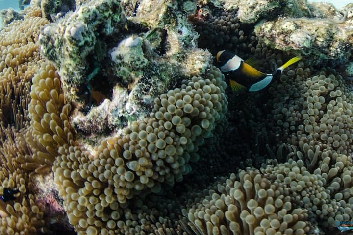 Muiron Island Diving Tour — Ningaloo Reef Double Dive with Guide and Lunch