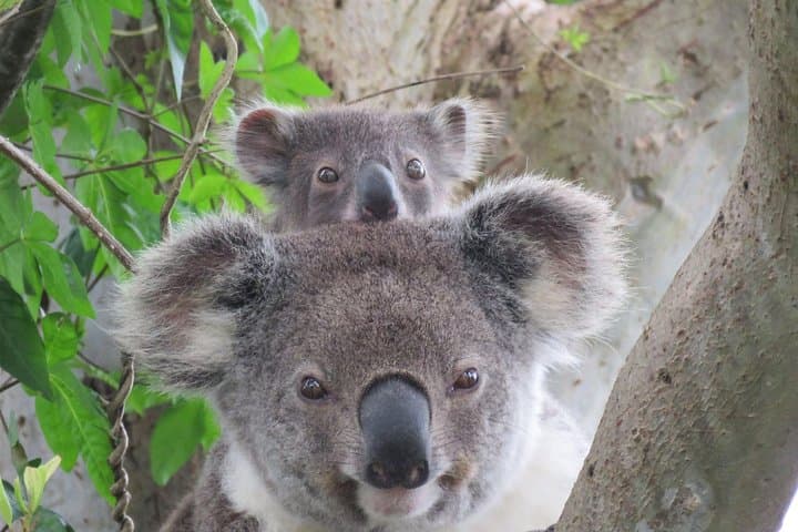 Byron Bay Wildlife Safari: Koalas, Kangaroos & Rainforest Day Tour photo 1