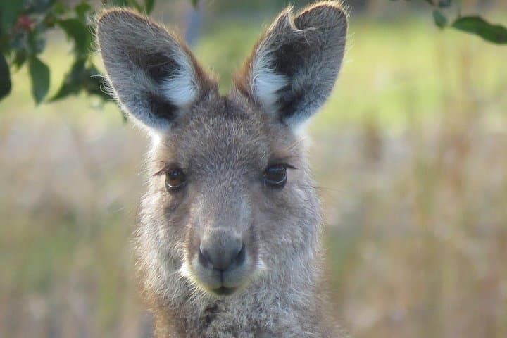 Byron Bay Wildlife Safari: Koalas, Kangaroos & Rainforest Day Tour photo 2