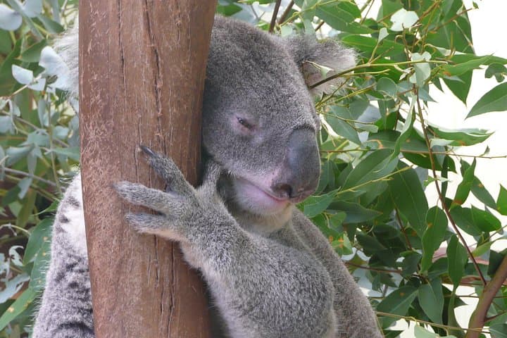 Blue Mountains Private Day Tour from Sydney: Three Sisters, Scenic World & Featherdale Wildlife photo 2