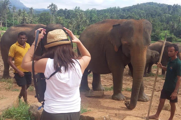 Kandy Private Day Tour from Colombo — Pinnawala Elephants, Tea & Temple photo 2
