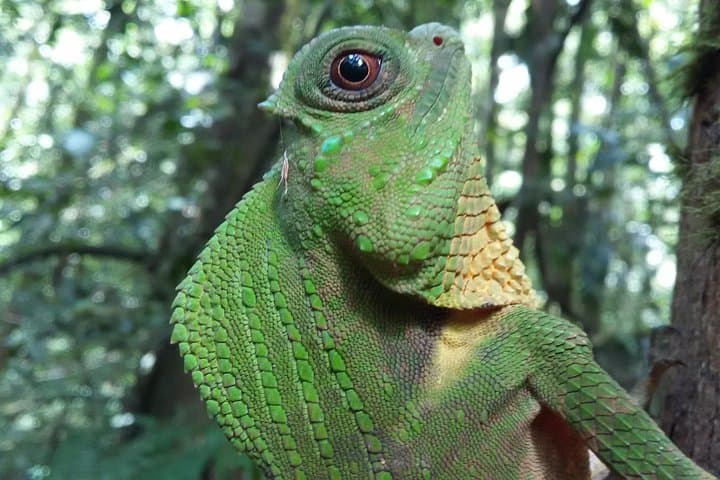 Sinharaja Rain Forest One-Day Guided Hike from Bentota