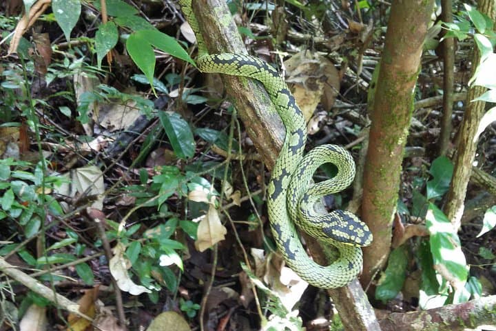 Sinharaja Rain Forest One-Day Guided Hike from Bentota photo 2