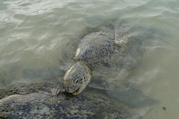 Snorkeling Hikkaduwa: Coral Gardens, Turtles & Clear Coastal Swims photo 2