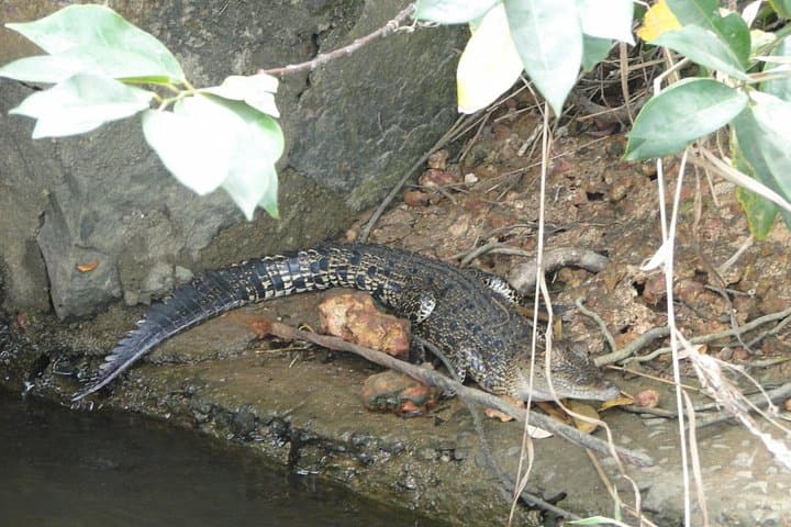 Bentota River Safari: Mangrove Cruise & Wildlife Photo Experience photo 2