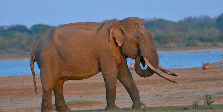 Sinharaja and Udawalawe: Two-Day Rainforest Trek and Morning Safari photo 1