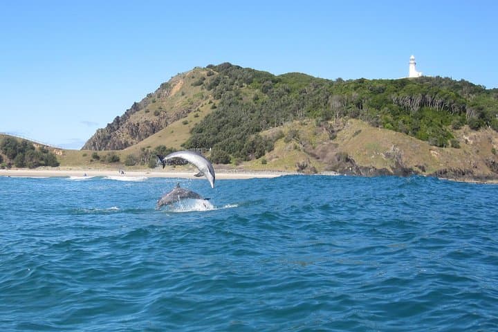 Kayak with Dolphins at Byron Bay — Guided Sea-Kayak Tour in Cape Byron Marine Park photo 2