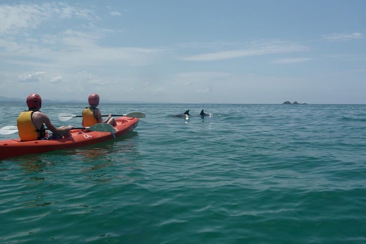 Kayak with Dolphins at Byron Bay — Guided Sea-Kayak Tour in Cape Byron Marine Park photo 3