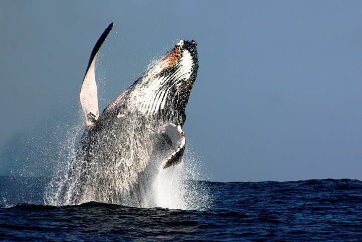 Sydney Whale-Watching Cruise with Lunch: Harbour Sights to Humpbacks