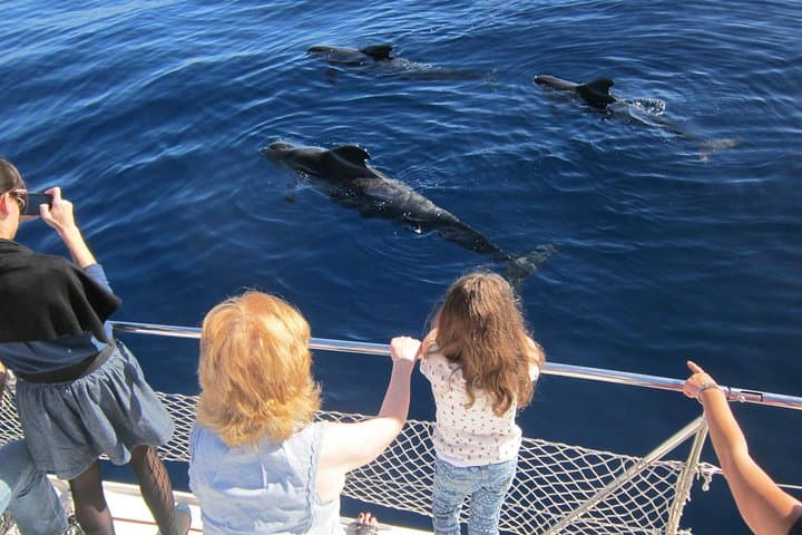 Catamaran Whale & Dolphin Tour from Puerto Colón — 2–3 Hour Cruises in Tenerife photo 2