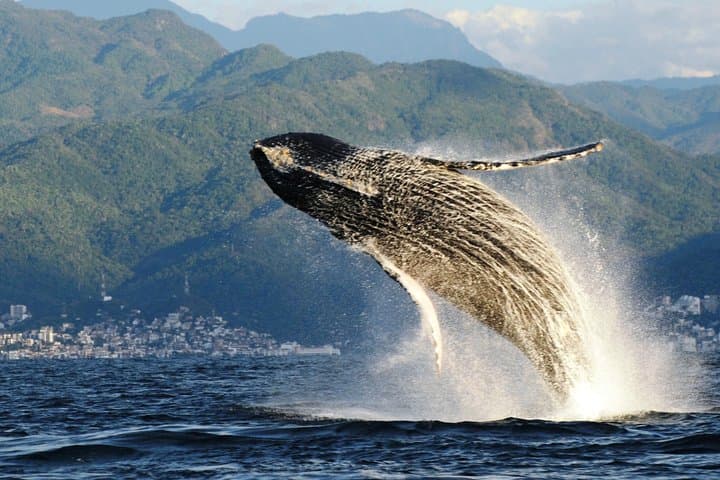Puerto Vallarta Whale Watching with Marine Biologists: Hydrophones, Humpbacks, and Banderas Bay