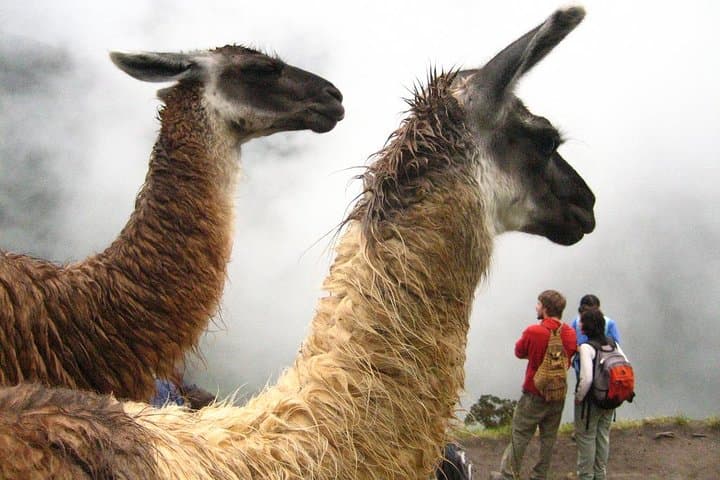 Sacred Valley & Machu Picchu Two-Day Overnight Train Tour photo 2