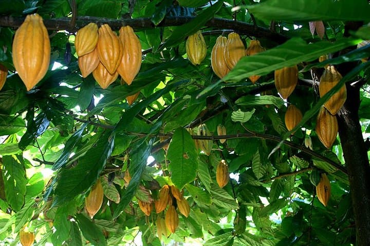 Princeville Botanical Gardens Walking Tour & Gourmet Chocolate Tasting, Kauai photo 3