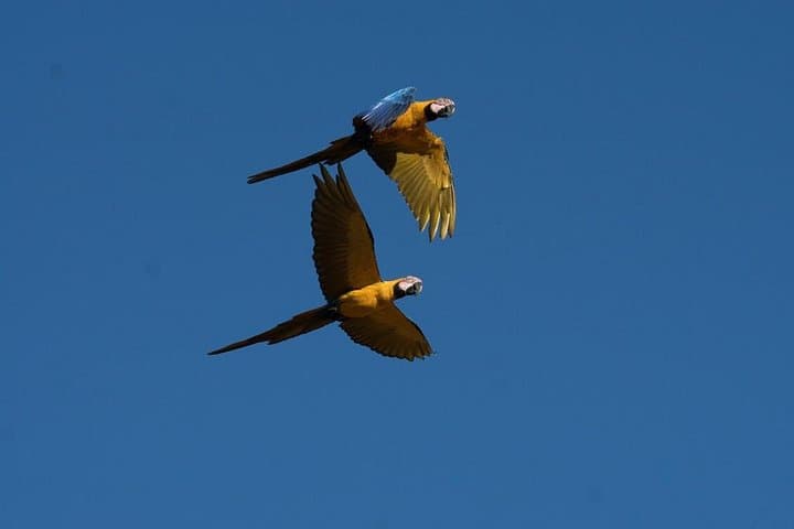Tambopata Macaw Clay Lick 2-Day Tour — Chuncho Lodge Wildlife Experience photo 2