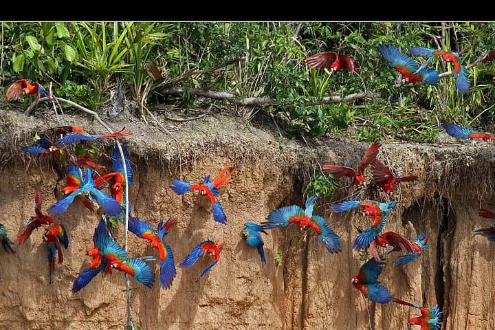 Tambopata Macaw Clay Lick 2-Day Tour — Chuncho Lodge Wildlife Experience