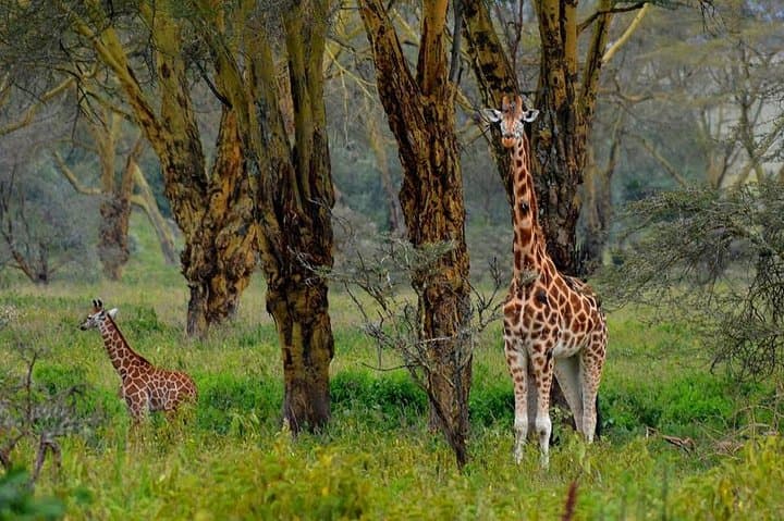 4-Day Budget Safari: Maasai Mara & Lake Nakuru Highlights photo 2