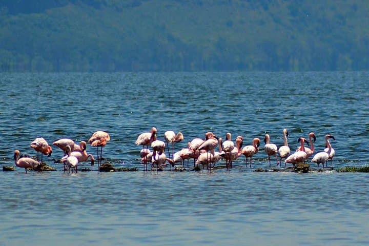 Lake Nakuru National Park Day Tour with Optional Lake Naivasha Boat Ride from Nairobi