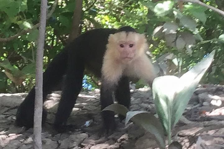 Palo Verde River Jungle Safari: Tempisque Boat Tour from Liberia photo 3