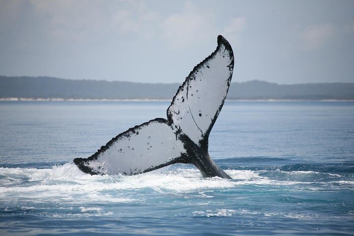 Hervey Bay Whale Watching Cruise: Up-Close Humpback Encounters from Urangan photo 6