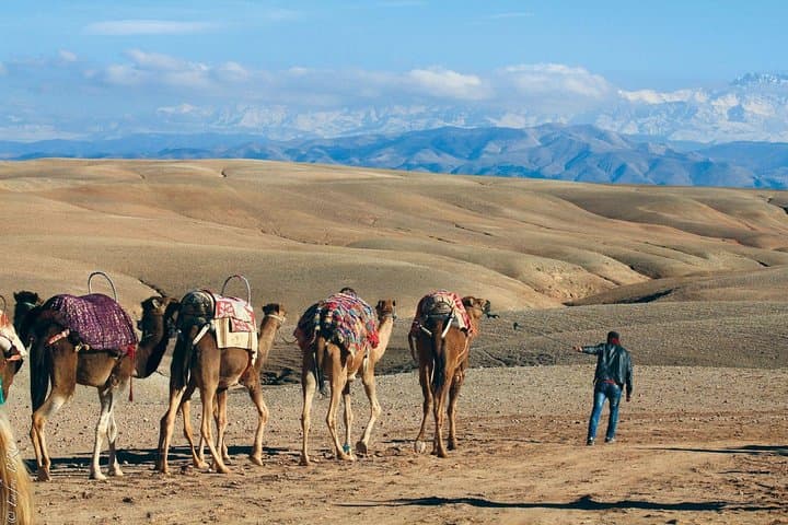 Agafay Desert Quad & Camel Day Trip with Lunch from Marrakech photo 2