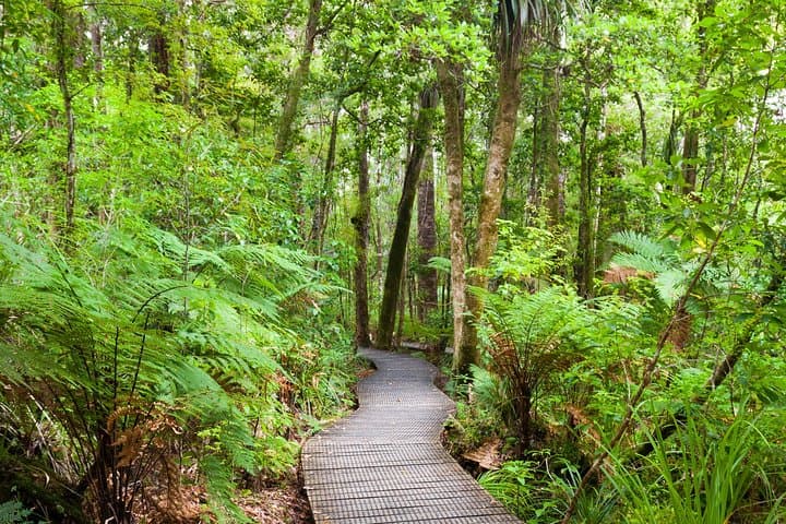 Puketi Rainforest Guided Walk — Bay of Islands Shore Excursion photo 5