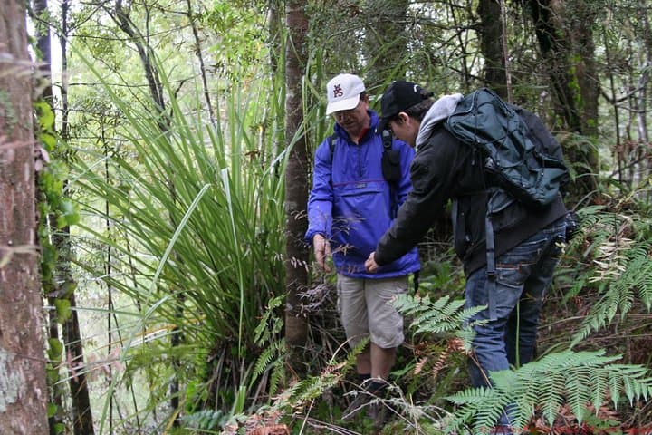 Puketi Rainforest Guided Walk — Bay of Islands Shore Excursion photo 2