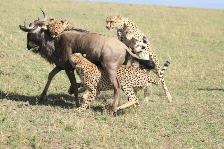 8-Day Kenya Safari Guide: Amboseli, Rift Valley Lakes & Masai Mara photo 2
