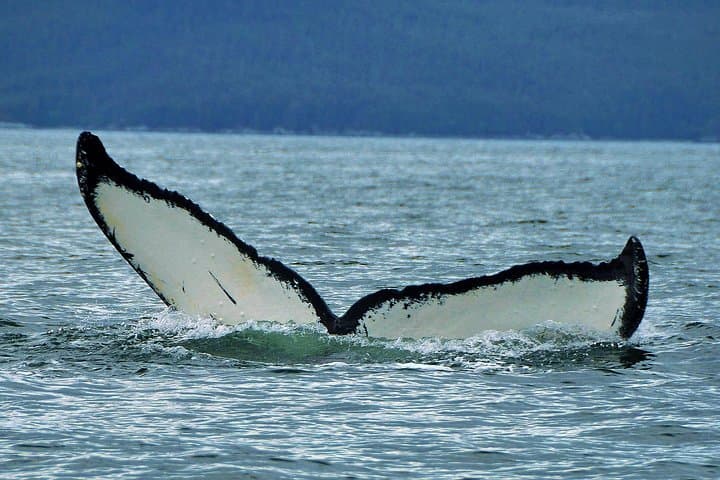 Juneau Whale Watching Cruise with Mendenhall Glacier Stop — Live-Narrated Marine Safari photo 4