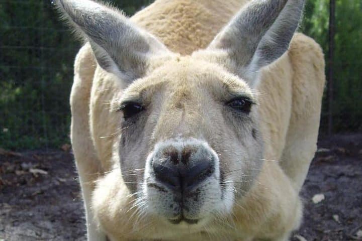 Discover Perth: Kings Park, Swan Valley Wine & Caversham Wildlife Day Tour